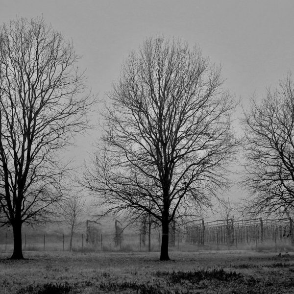 Foto di Marco Parollo